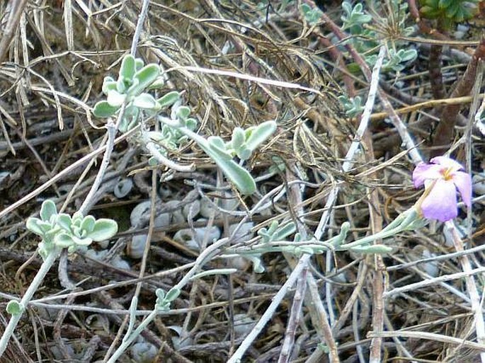 Malcolmia littorea