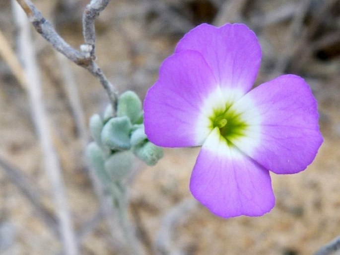 Malcolmia littorea