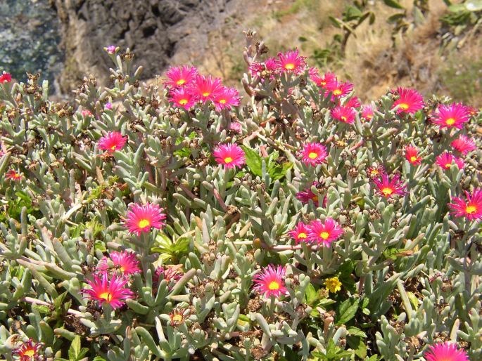 Malephora crocea