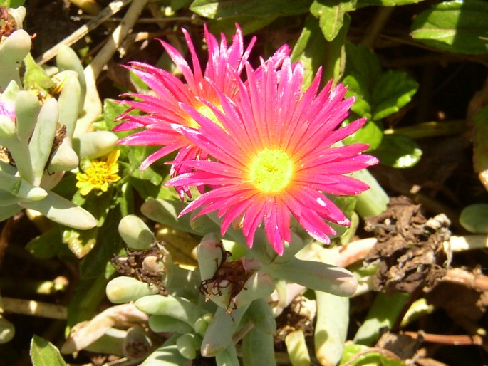 Malephora crocea