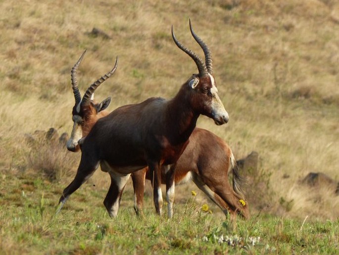 Damaliscus pygargus, buvolec pestrý