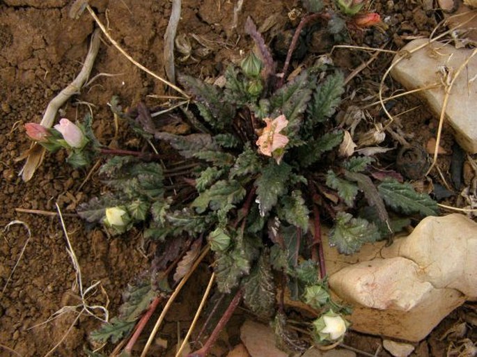 Malope malacoides