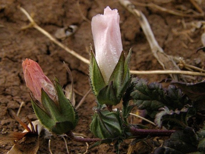 Malope malacoides