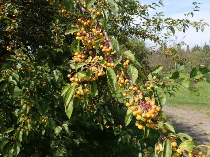 Malus toringo