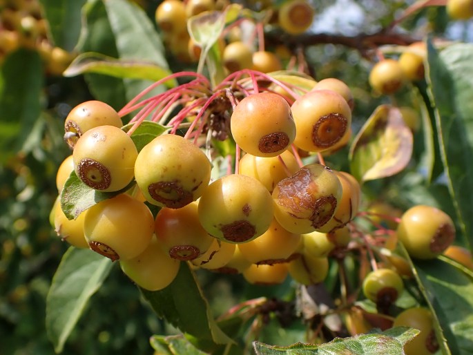 Malus toringo