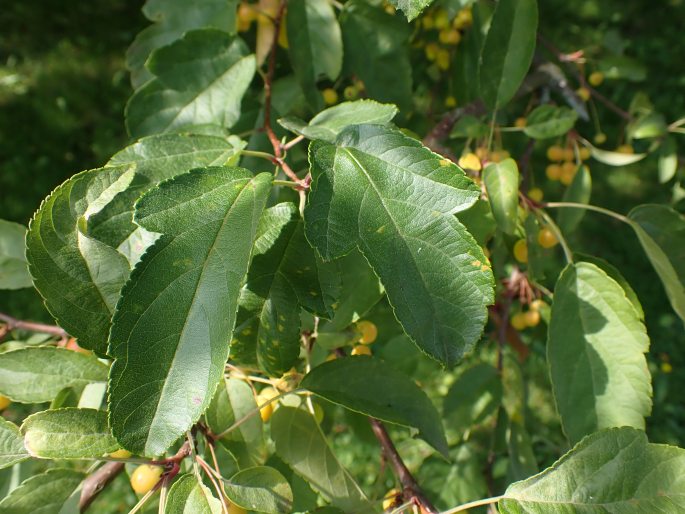 Malus toringo