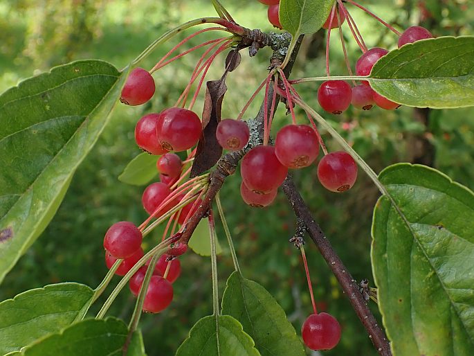 Malus toringo