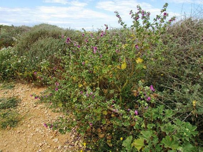 Lavatera arborea