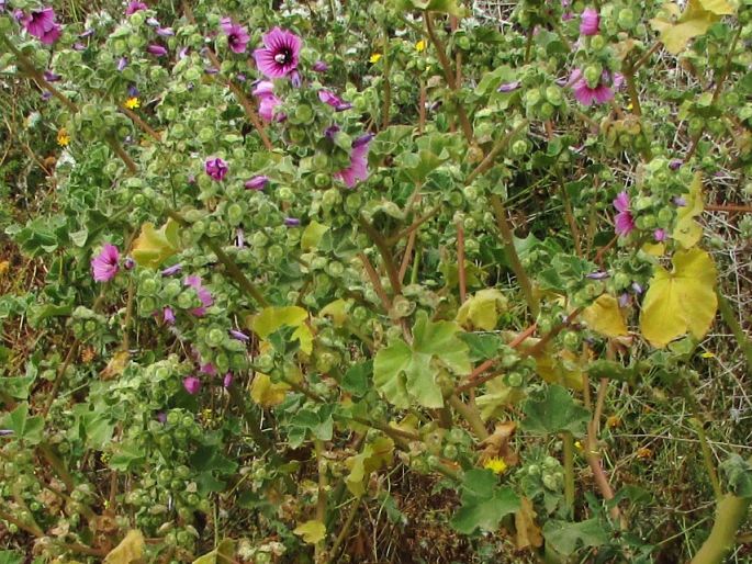 Lavatera arborea