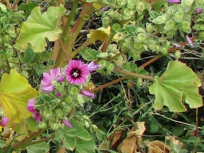 Lavatera arborea