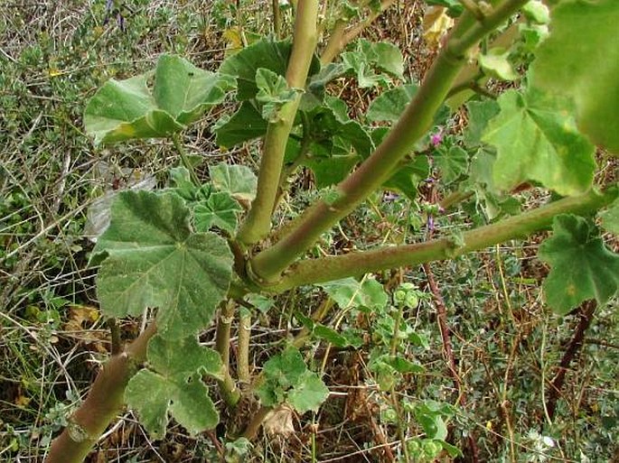 Lavatera arborea