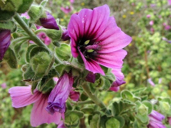 Lavatera arborea