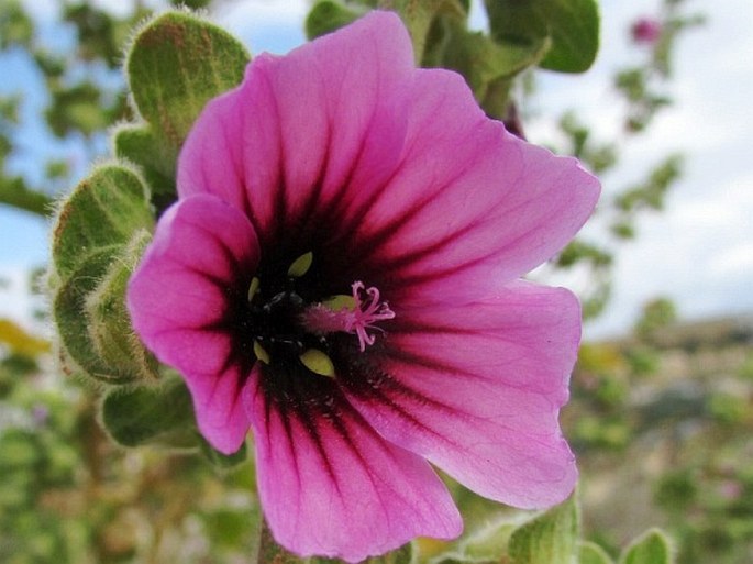 Lavatera arborea