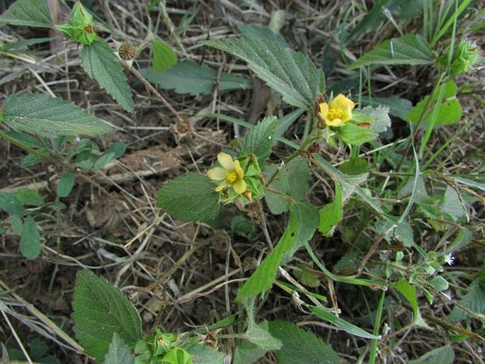 Malvastrum coromandelianum