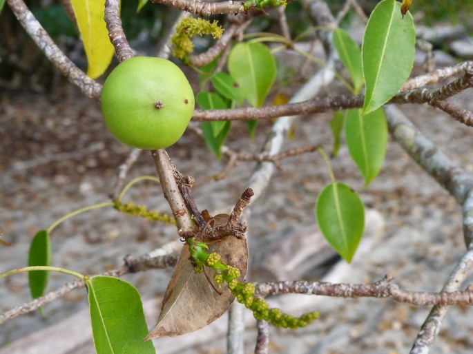 Hippomane mancinella