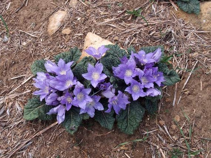 Mandragora autumnalis