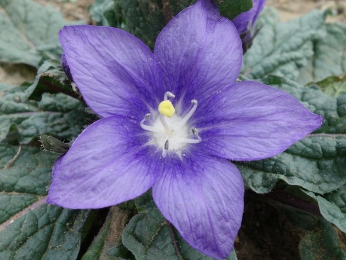 Mandragora autumnalis