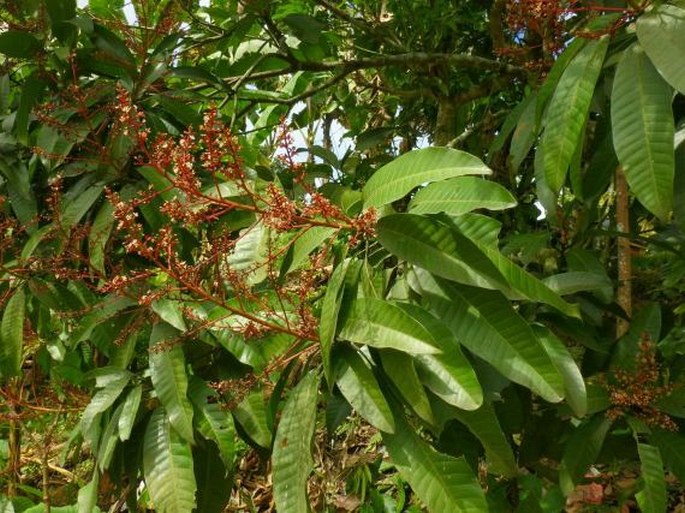 Mangifera odorata