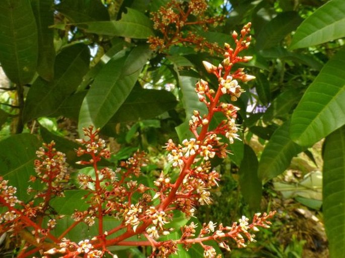 Mangifera odorata