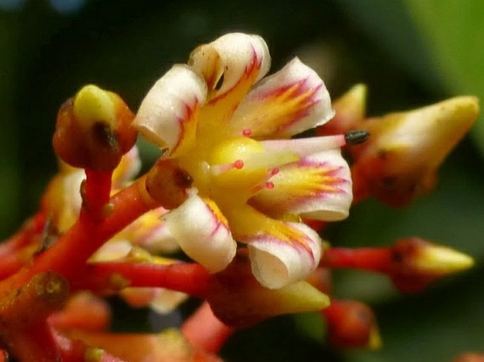 Mangifera odorata