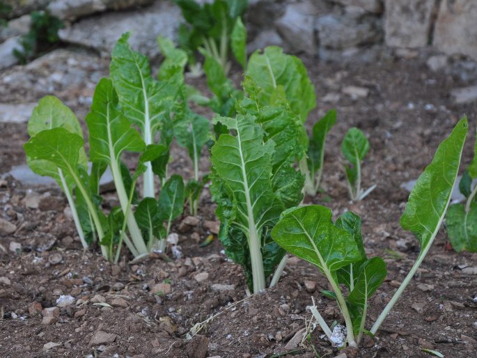 Beta vulgaris