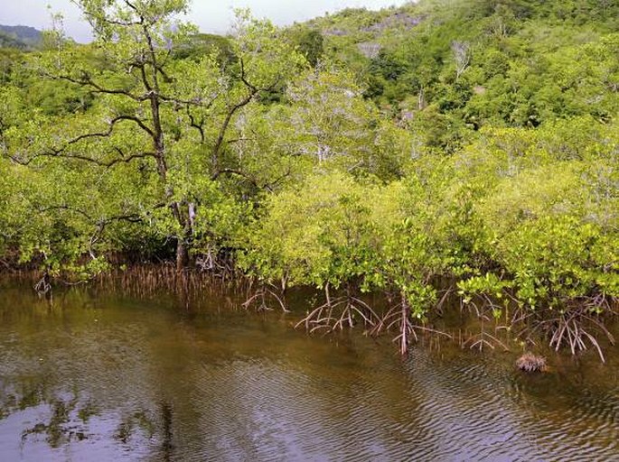 Mangrove