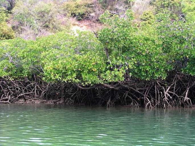 Mangrove