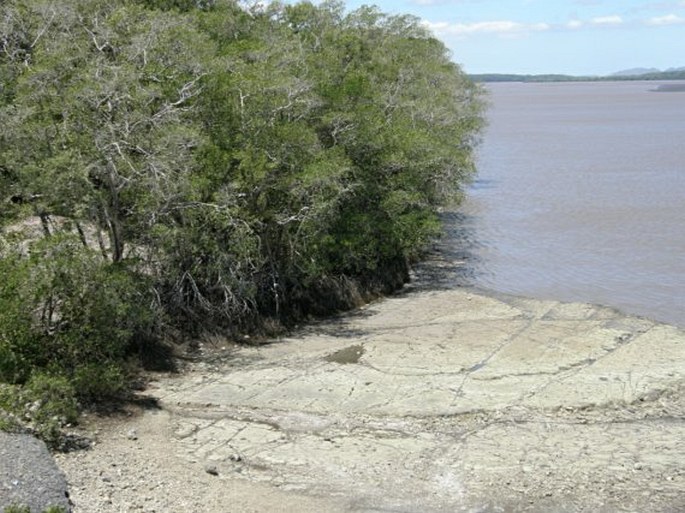 Mangrove