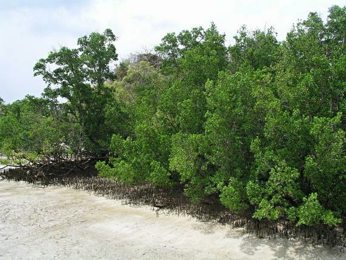 Mangrove