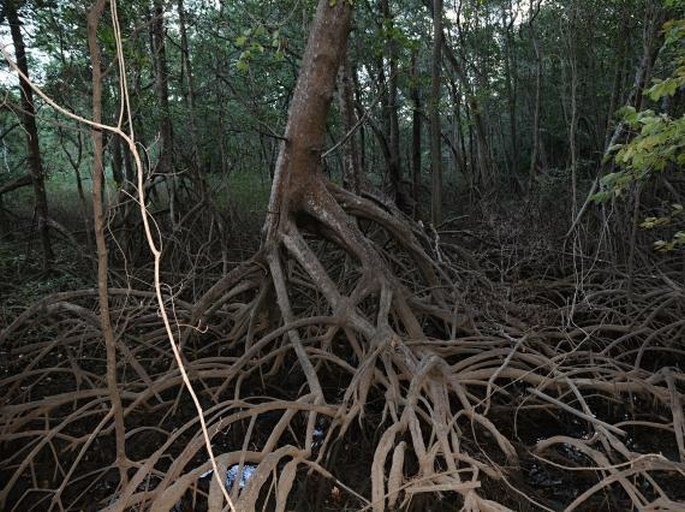 Mangrove