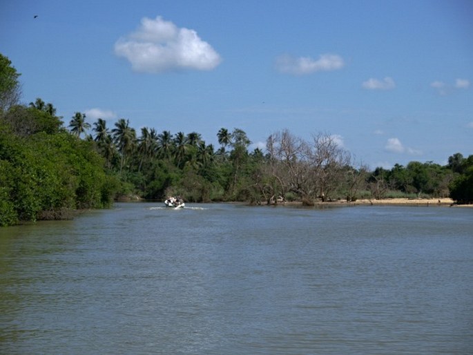 Mangrove