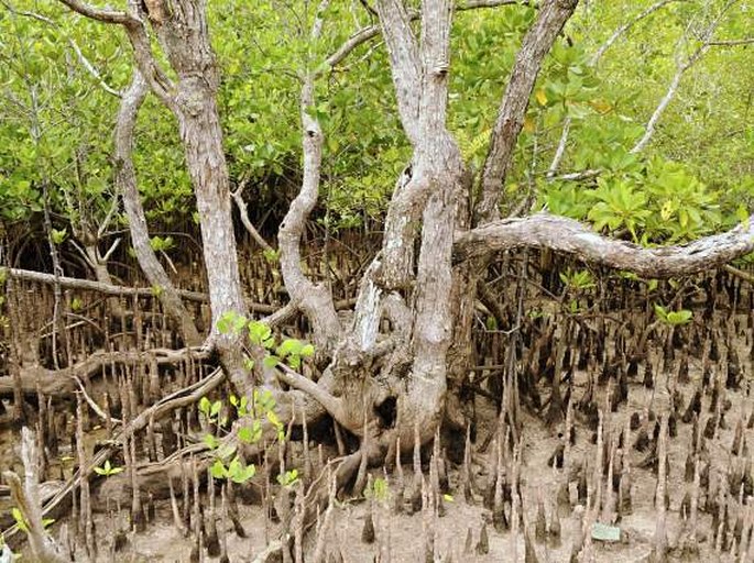 Mangrove