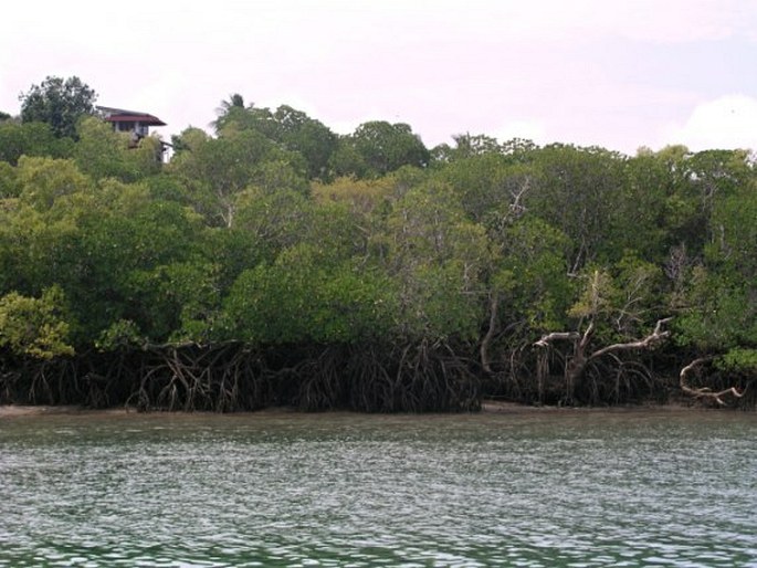 Mangrove