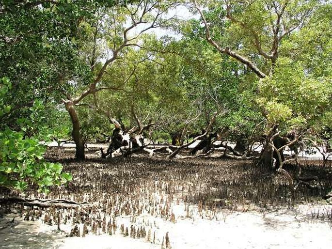 Mangrove