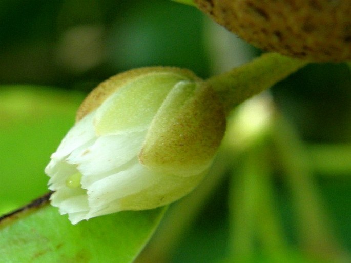 Manilkara zapota