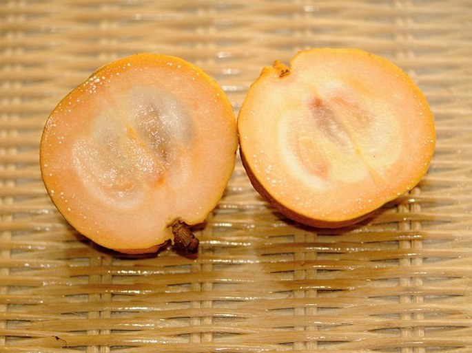 Manilkara zapota