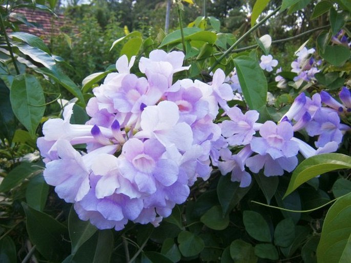 MANSOA ALLIACEA (Lam.) A. H. Gentry