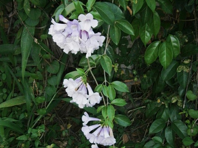 Mansoa alliacea