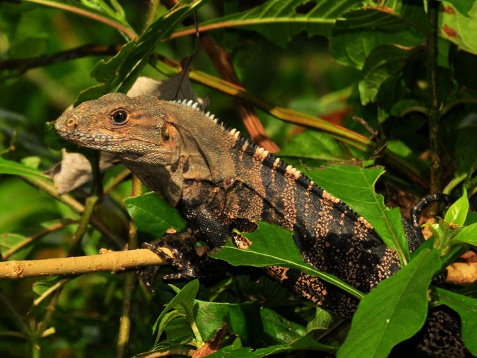 Parque Nacional Manuel Antonio