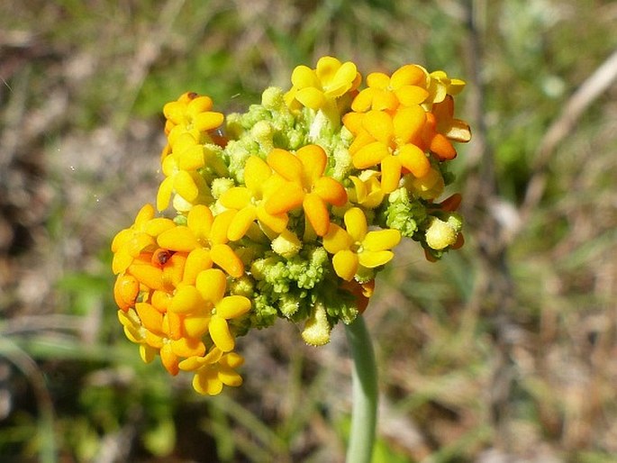 Manulea parviflora