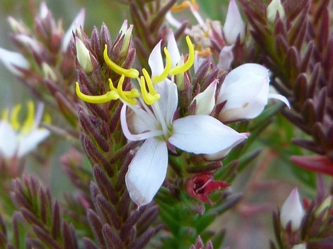 Marcetia taxifolia