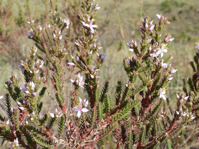 Marcetia taxifolia