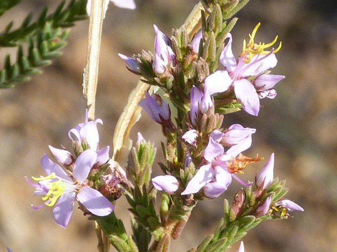 Marcetia taxifolia