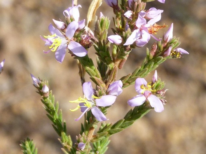 MARCETIA TAXIFOLIA (A. St.-Hil.) DC.