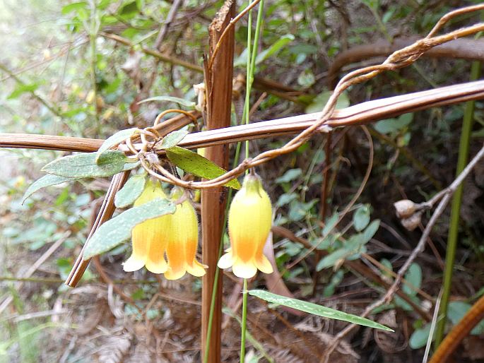 Marianthus bignoniaceus