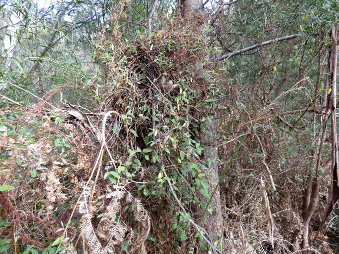 Marianthus bignoniaceus