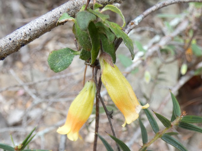 Marianthus bignoniaceus