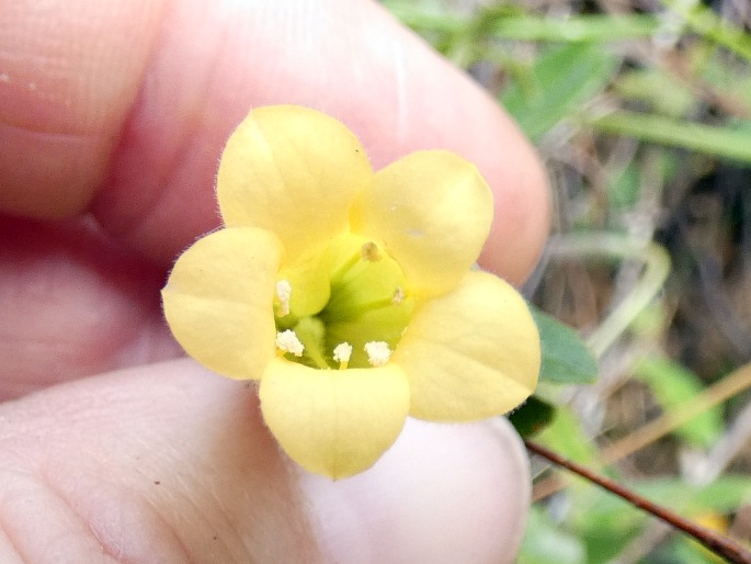 Marianthus bignoniaceus