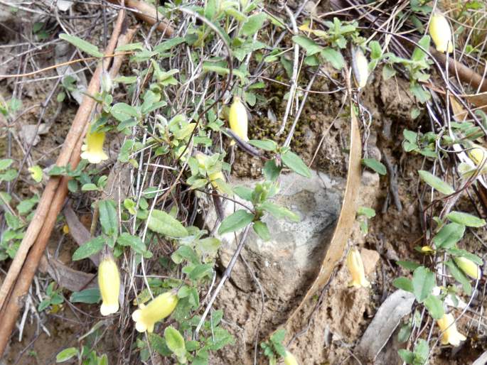 Marianthus bignoniaceus