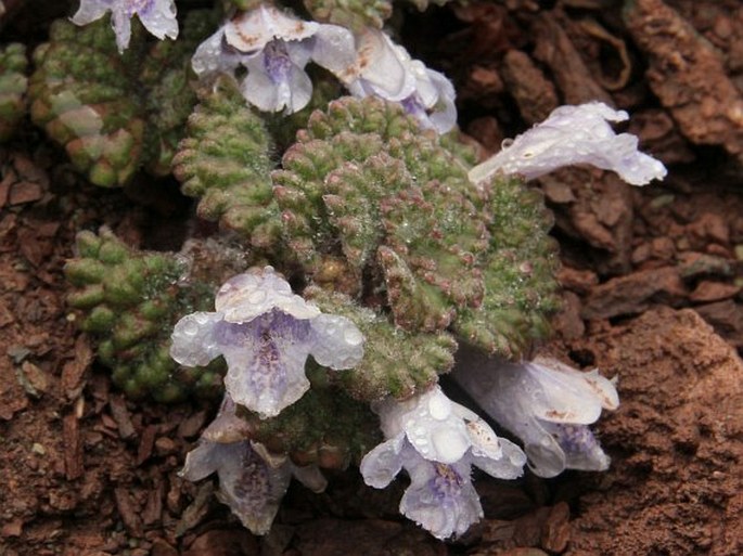 MARMORITIS ROTUNDIFOLIA Benth.